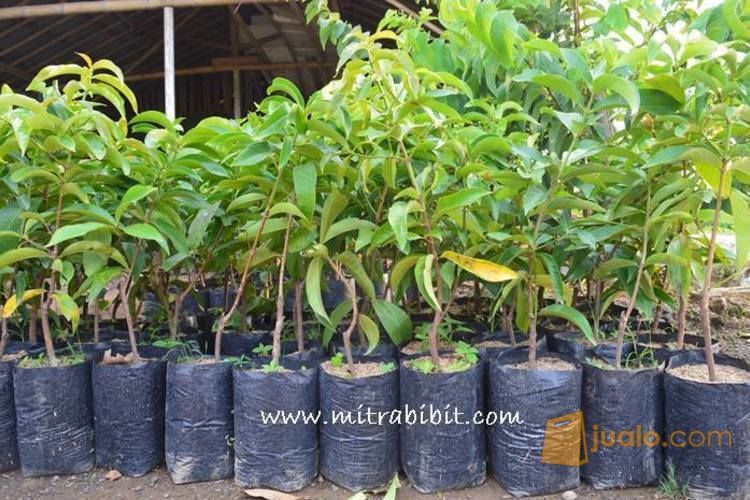 Bibit Jambu Air Citra Jumbo | Harga Bibit Jambu Citra | Budidaya Bibit Jambu Citra