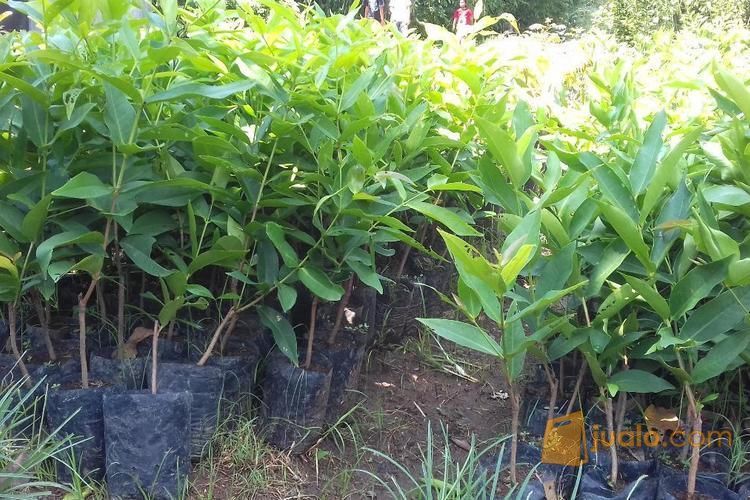 Bibit Jambu Air Citra Jumbo | Harga Bibit Jambu Citra | Budidaya Bibit Jambu Citra