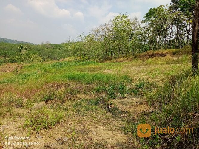 TANAH MURAH 2 HEKTAR DI WONOYOSO PRINGAPUS KAB. SEMARANG