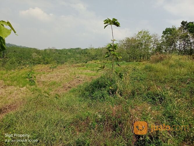 TANAH MURAH 2 HEKTAR DI WONOYOSO PRINGAPUS KAB. SEMARANG