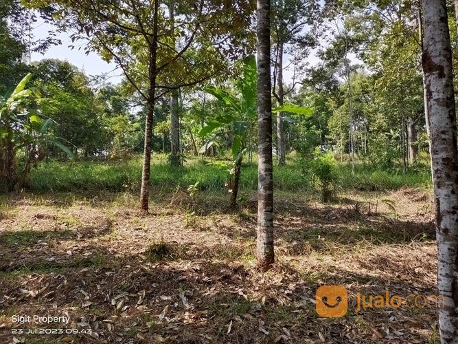 Tanah Kebun Murah di Ambarawa Kab. Semarang