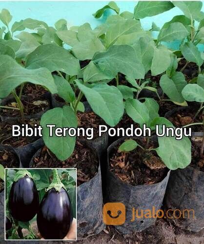 Bibit Terong Pondoh Ungu Berbagai Ukuran
