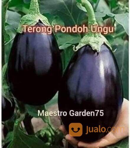 Bibit Terong Pondoh Ungu Berbagai Ukuran