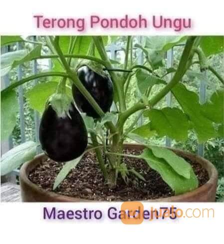 Bibit Terong Pondoh Ungu Berbagai Ukuran