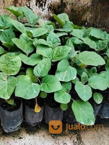 Bibit Terong Pondoh Ungu Berbagai Ukuran