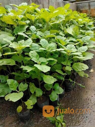 Bibit Terong Pondoh Ungu Berbagai Ukuran