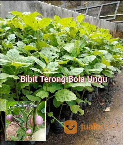 Bibit Terong Bola Ungu Berbagai Ukuran