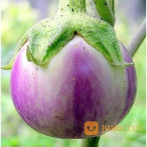 Bibit Terong Bola Ungu Berbagai Ukuran