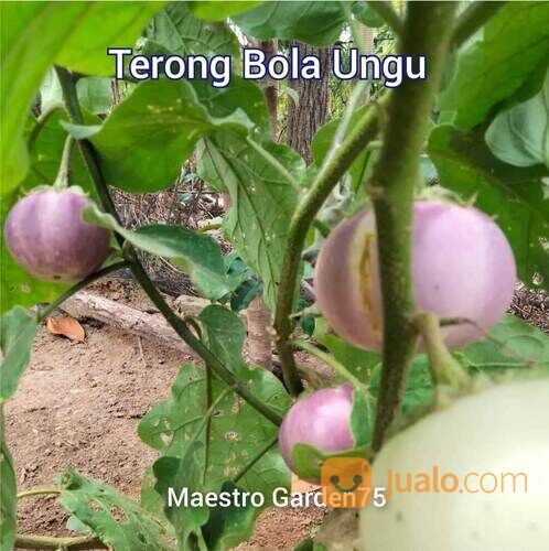 Bibit Terong Bola Ungu Berbagai Ukuran