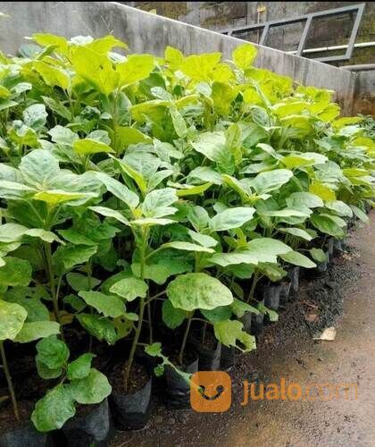 Bibit Terong Bola Ungu Berbagai Ukuran