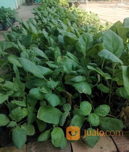 Bibit Terong Bola Ungu Berbagai Ukuran