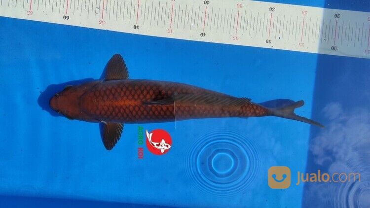 Sedia Ikan Koi di Batam 085791708791 Kirim Seluruh Indonesia