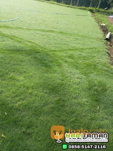 Harga terbaru rumput lapangan sepakbola Magelang