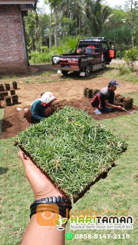Harga rumput jepang Pati permeter siap tanam