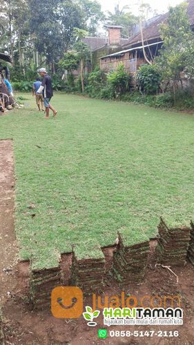 Harga rumput jepang Pati permeter siap tanam