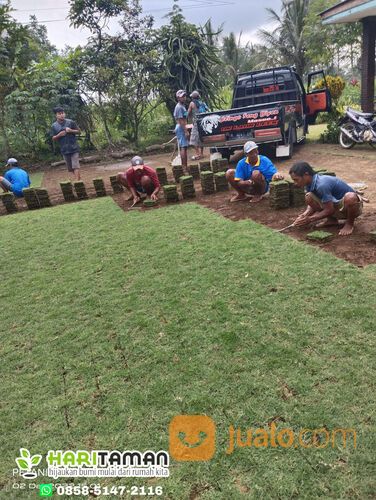 Harga rumput jepang Pati permeter siap tanam