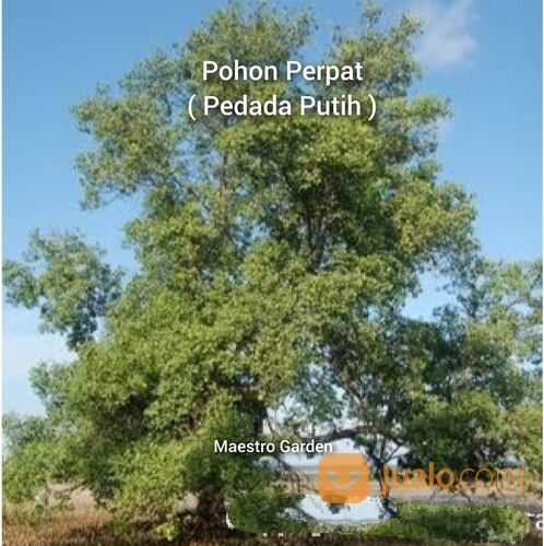 Bibit Kayu Perpat / Pedada Putih Tinggi 25 cm