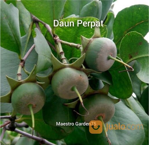 Bibit Kayu Perpat / Pedada Putih Tinggi 25 cm
