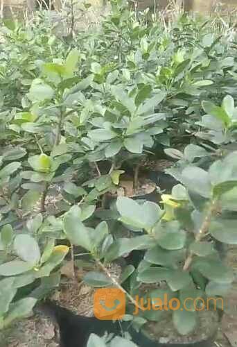 Bibit Kayu Perpat / Pedada Putih Tinggi 25 cm