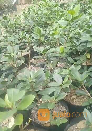 Bibit Kayu Perpat / Pedada Putih Tinggi 25 cm