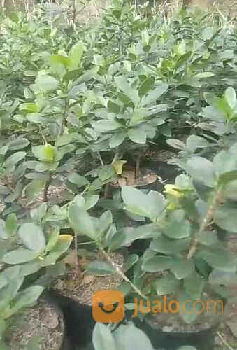 Bibit Kayu Perpat / Pedada Putih Tinggi 25 cm