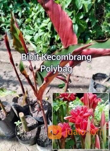 Kecombrang Polybag Sudah Tumbuh Subur Siap Tanam