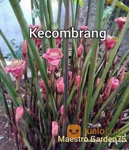 Kecombrang Polybag Sudah Tumbuh Subur Siap Tanam