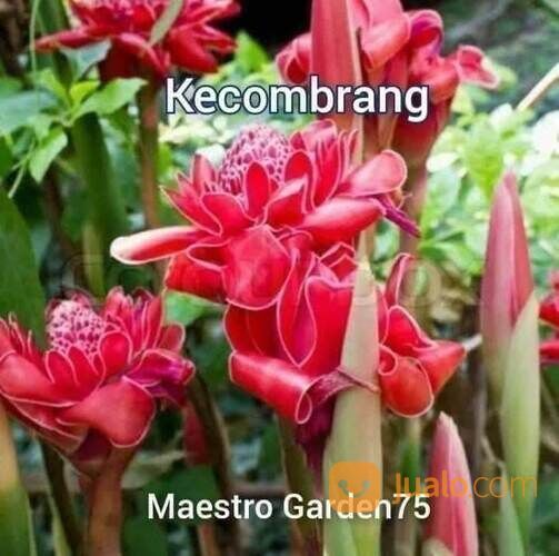 Kecombrang Polybag Sudah Tumbuh Subur Siap Tanam