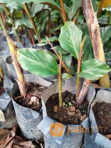 Kecombrang Polybag Sudah Tumbuh Subur Siap Tanam