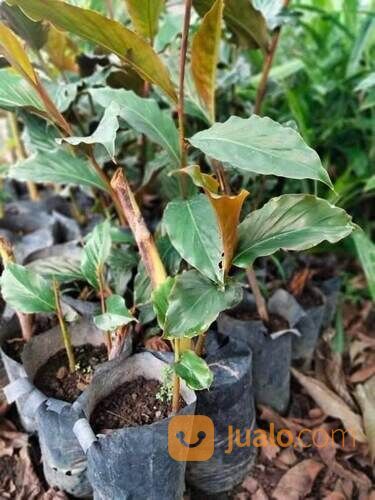 Kecombrang Polybag Sudah Tumbuh Subur Siap Tanam