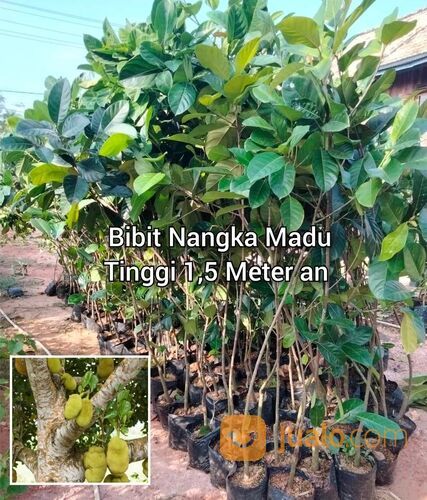 Nangka Madu Bibit Okulasi Tinggi 1,5 Meter an
