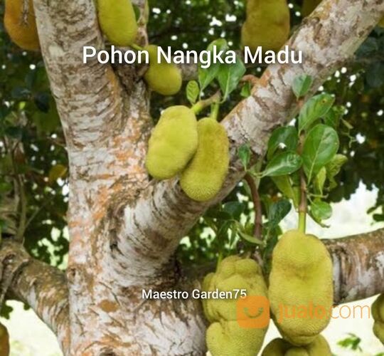 Nangka Madu Bibit Okulasi Tinggi 1,5 Meter an