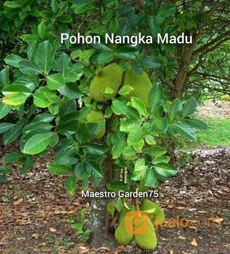 Nangka Madu Bibit Okulasi Tinggi 1,5 Meter an