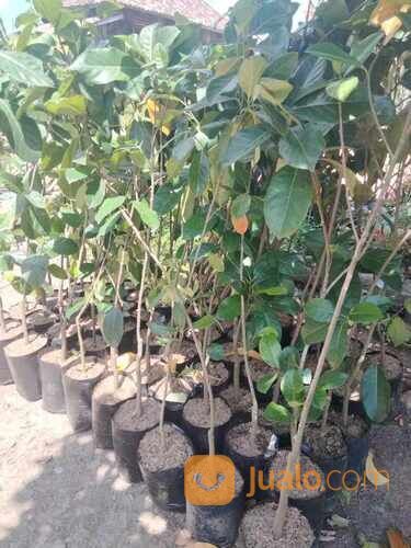 Nangka Madu Bibit Okulasi Tinggi 1,5 Meter an