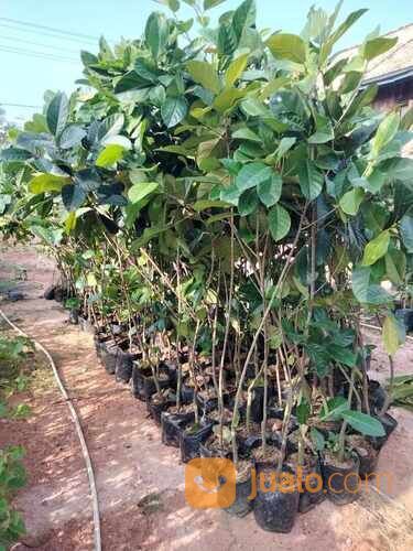 Nangka Madu Bibit Okulasi Tinggi 1,5 Meter an