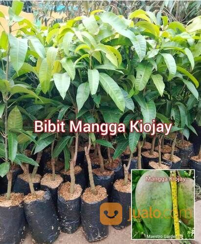 Mangga Kiojay Bibit Okulasi Tinggi 1 Meter an