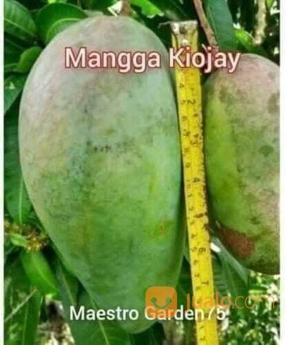 Mangga Kiojay Bibit Okulasi Tinggi 1 Meter an