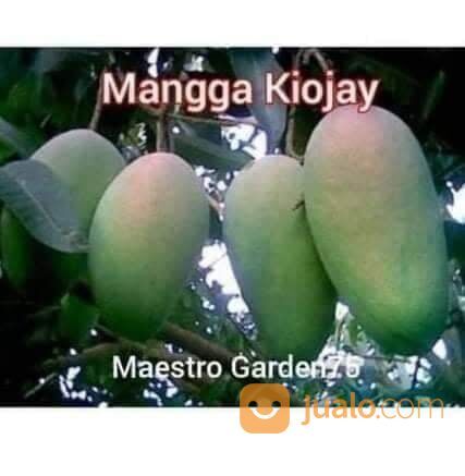 Mangga Kiojay Bibit Okulasi Tinggi 1 Meter an