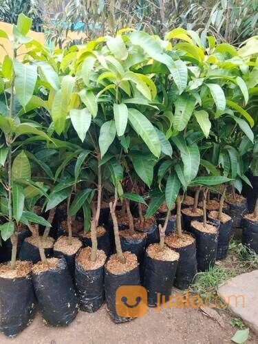 Mangga Kiojay Bibit Okulasi Tinggi 1 Meter an