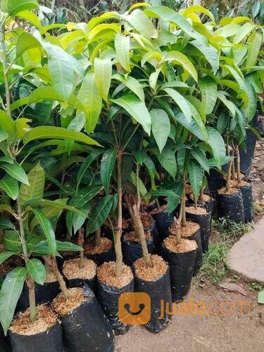 Mangga Kiojay Bibit Okulasi Tinggi 1 Meter an