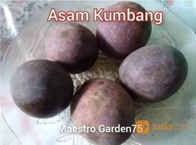 Asam Kumbang Bibit Sambung Pucuk Tinggi Bibit 50 - 60 cm