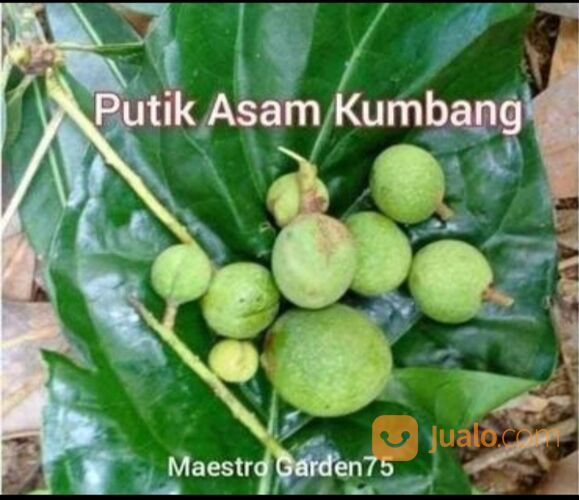Asam Kumbang Bibit Sambung Pucuk Tinggi Bibit 50 - 60 cm