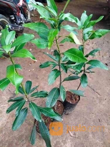 Asam Kumbang Bibit Sambung Pucuk Tinggi Bibit 50 - 60 cm