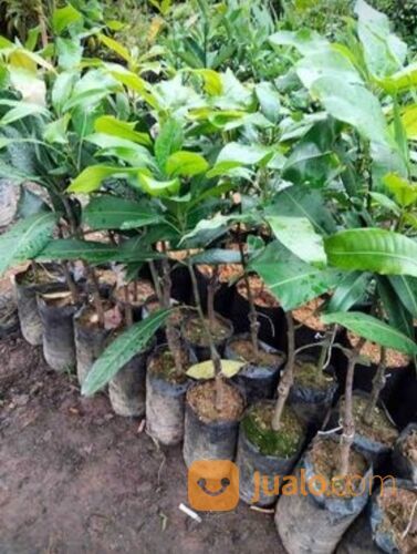 Asam Kumbang Bibit Sambung Pucuk Tinggi Bibit 50 - 60 cm