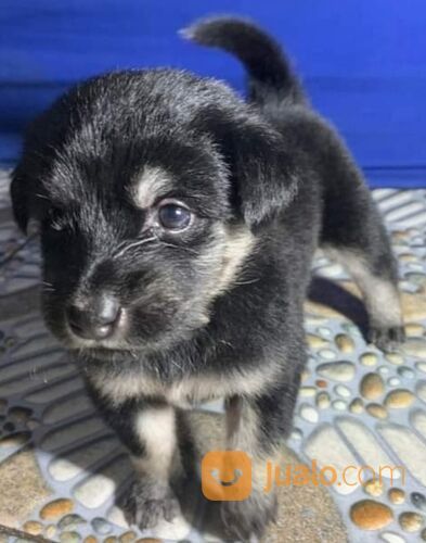 Anak anjing mini pincher Betina