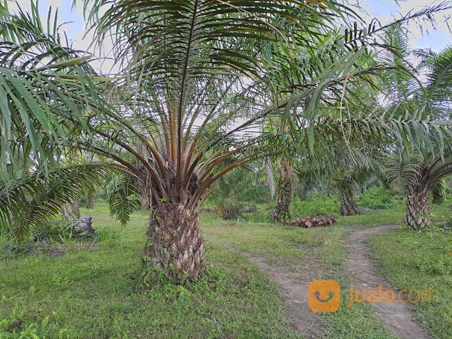 LAHAN/TANAH KEBUN SAWIT DI TEBING TINGGI 50 HEKTAR, 300 Juta / HA.