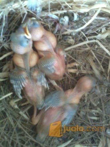 Gelatik coklat atw holland