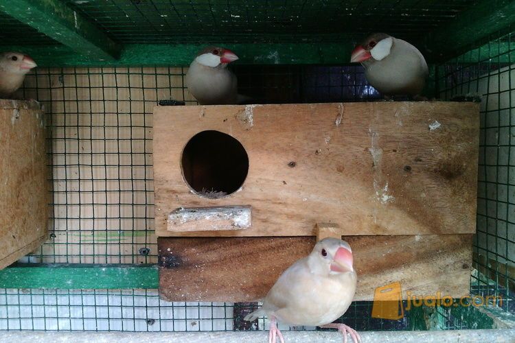 Gelatik coklat atw holland