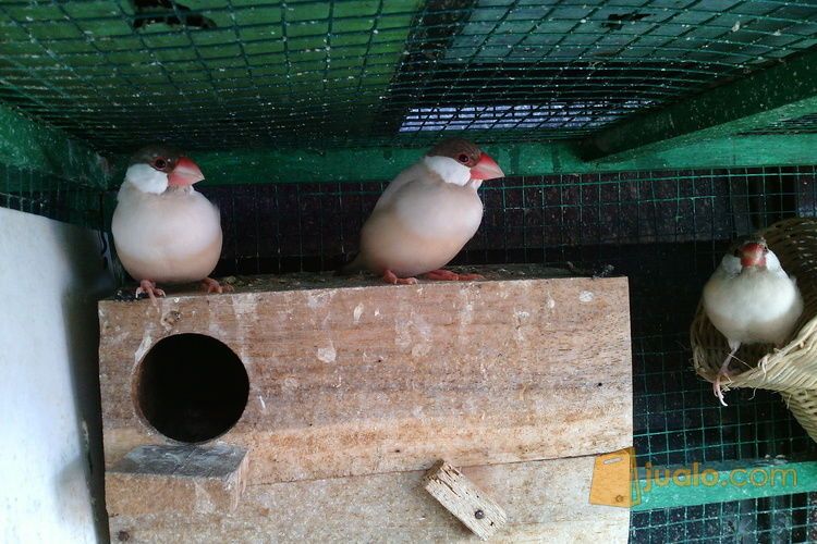 Gelatik coklat atw holland