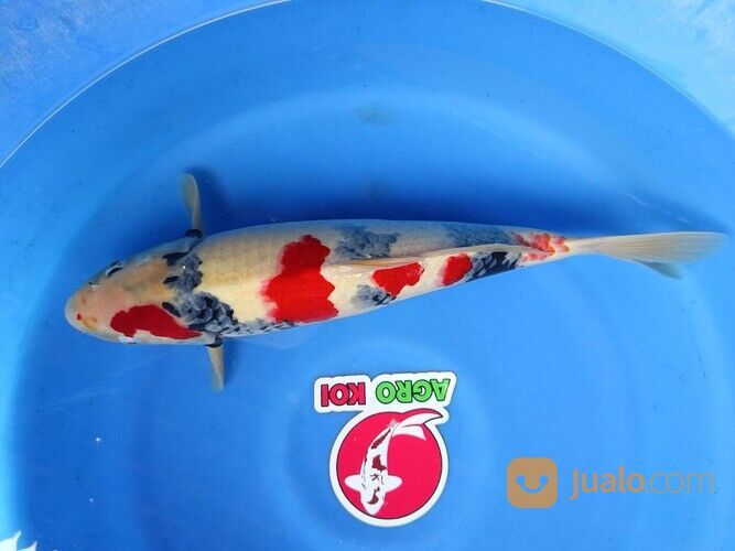 Sedia Ikan Koi di Lamongan 085-791-708-791 Terjangkau dan Bergaransi